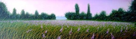 Campo di lavanda 